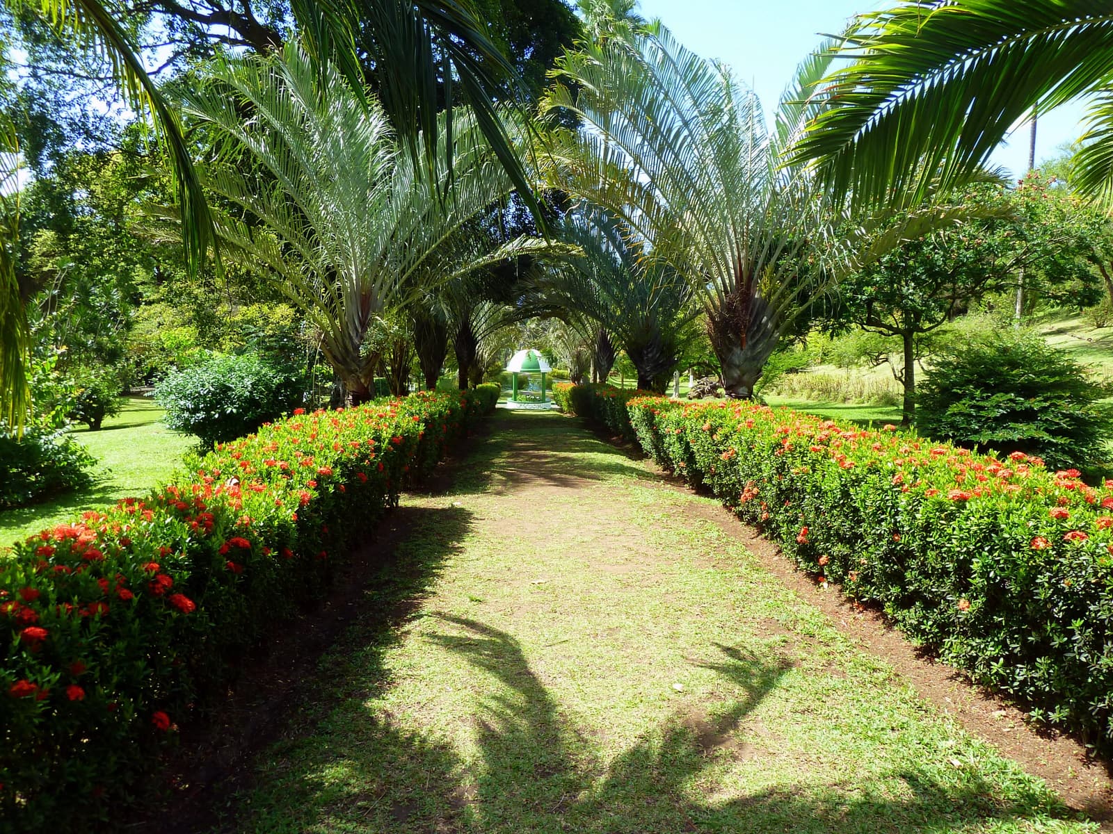 Une allée bordée de palmiers entre des haies fleuries au jardin botanique de Kingstown
