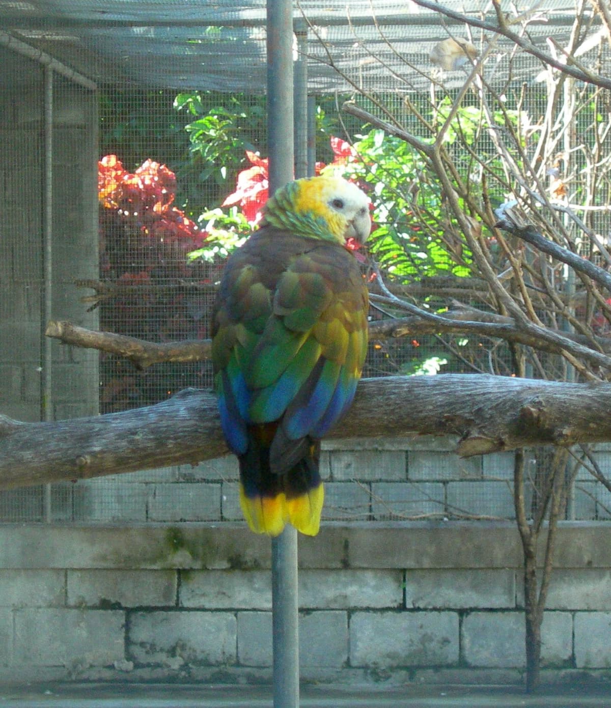 Un amazone de Saint-Vincent (Amazona guildingii), oiseau national de l’île